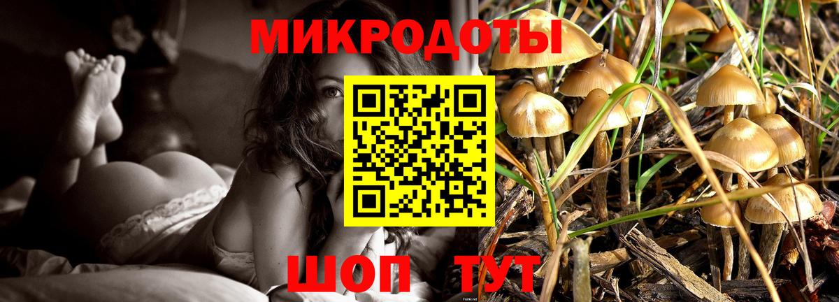 Псилоцибиновые грибы Psilocybe Дмитров